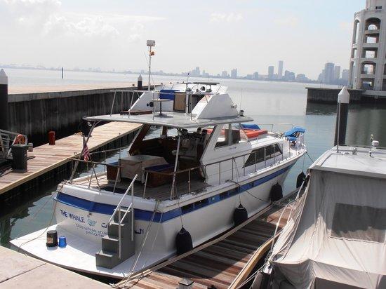 Blue Whale Cruises Day Trips